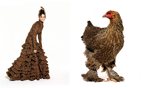 galline-models2.jpg